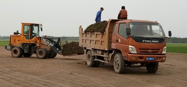 草坪种植基地
