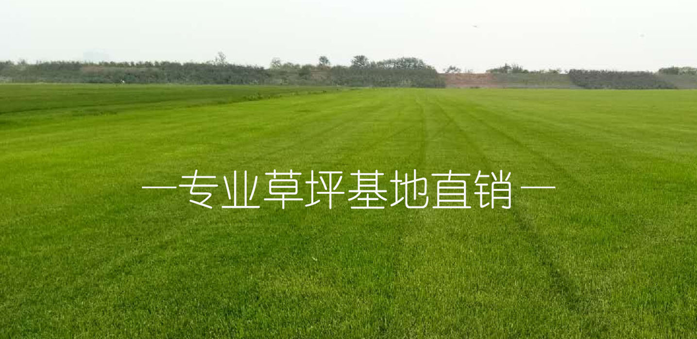 草坪种植基地