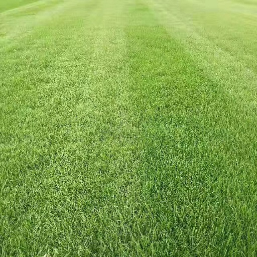 政府部门在规划城镇建设时要考虑的问题。城市绿化的意义是什么？