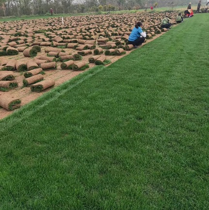春耕万物复苏时节，武汉源理想草坪基地精品果岭草出货啦