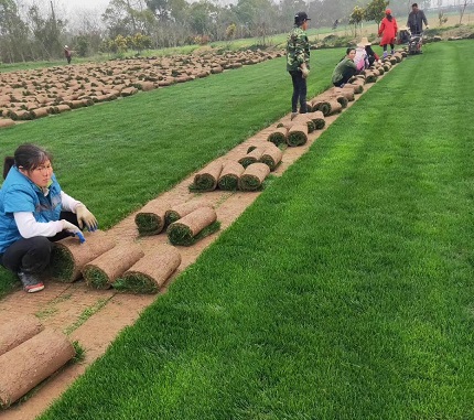 温馨提示：3/6月份不同地区有温差具体看当地百慕大返青情况，如果看到百慕大已经发芽就要多加关注了